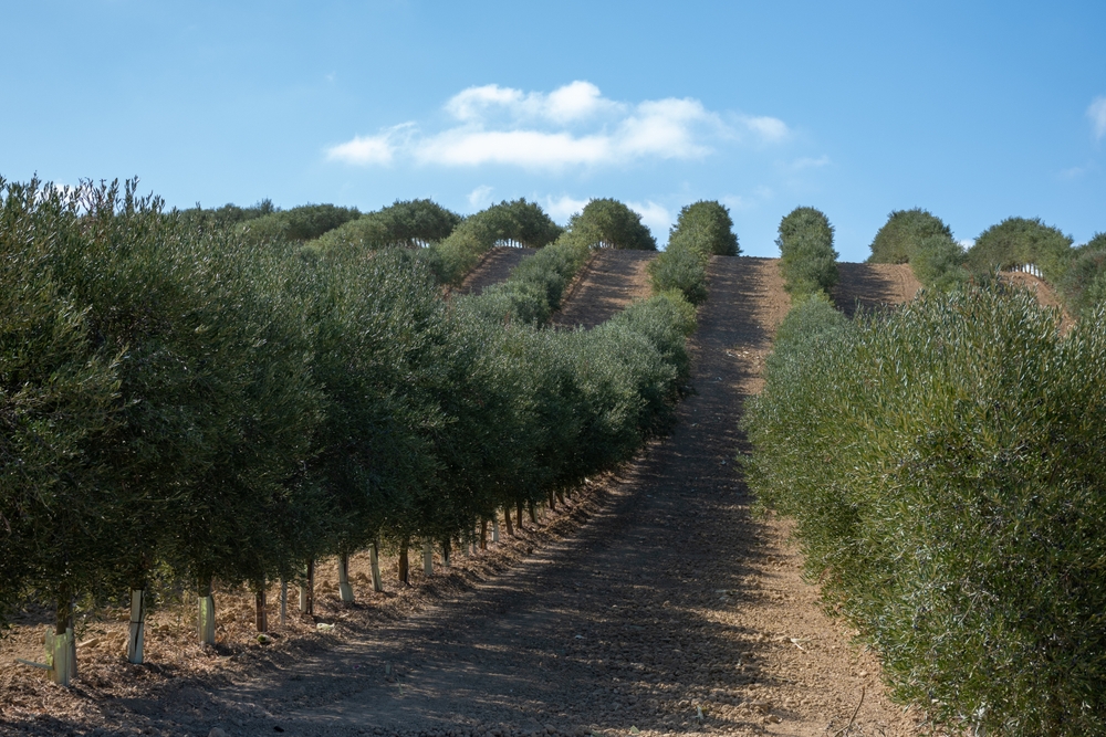 Olive groves on rolling hills in Andalusia, Spain